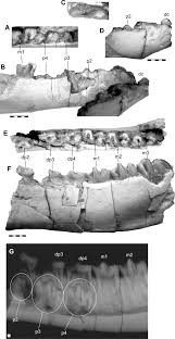 Image result for Brachystephanus