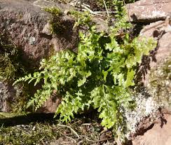 Image result for Asplenium adiantum-nigrum