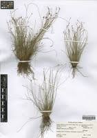 Image result for Bulbostylis densa