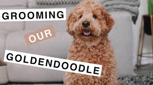 To achieve the teddy bear look, goldendoodles need their faces groomed in a particular way. Theo The Mini Goldendoodle F1b How To Groom Your Puppy Youtube