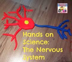 How To Make A Brain Cell Model Human Body Activities Human Body Projects Nervous System Activities