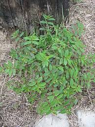 Image result for Euphorbia hyssopifolia