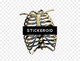 To view the full png size resolution click on any of the below image thumbnail. Rib Cage Skeleton Ribs Cage Png Free Transparent Png Clipart Images Download