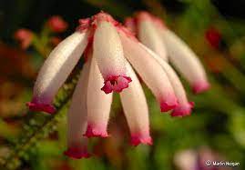 Erica Cerinthoides Flowers Fynbos Rare Flowers Flowers