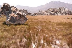 Image result for Platycaulos