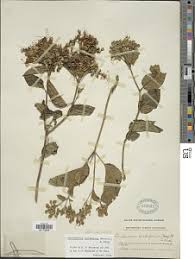 Image result for Clerodendrum umbellatum