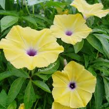 Image result for Ipomoea ephemera