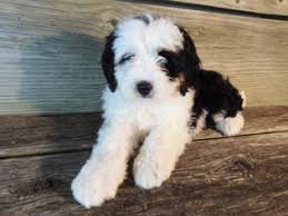 Maybe you would like to learn more about one of these? View Ad Miniature Bernedoodle Puppy For Sale Near Ohio Millersburg Usa Adn 71978