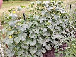 Associations of cognitive function scores with carb. Trellised Cantaloupes Learn About Growing Cantaloupe Vertically In Gardens