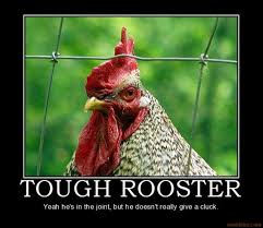 Grab the rooster, slit it's abdomine open, smear blood all over face. Funny Rooster Quotes Quotesgram