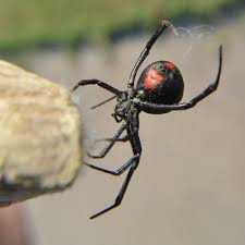 A young northern widow, has red markings down the back of the abdomen, as well as white and yellow stripes on the sides. Latrodectus Mactans Southern Black Widow Usa Spiders
