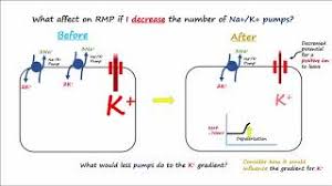 Electrocardiography: Why Does Hyperkalemia Shorten Repolarization And  Prolong Conduction? - Quora