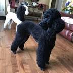 Image of Black Moyen poodle