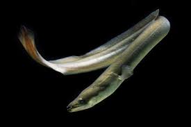 Beach congers grow up to roughly four feet in length and are found frequently in the northwest pacific ocean. How Are Baby Eels Made We Still Don T Know New Scientist