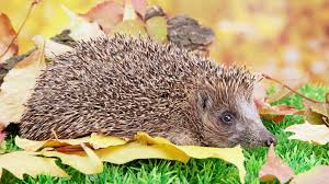 Stachelnasen Brauchen Hilfe So Kann Man Hungrigen Igelmamas Im Garten Helfen