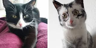 White cat with black spots and yellow eyes sitting on its hind l. Rescued Cat With Rare Condition Changes Colors Due To Vitiligo The Dodo