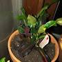 Profile Picture of Tiplin | A plant by @Puhpuhplants on Greg (@greg.app) on Google