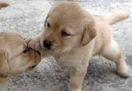 Schleich #16342 golden retriever puppy yellow labrador lab sitting dog baby cute. The 112 Most Popular Labrador Retriever Names Of 2020