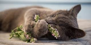 11% kucing tidak pernah teramati memakan tumbuhan hijau 27% kucing cenderung muntah tak lama setelah makan rumput Alasan Kenapa Kucing Suka Makan Rumput Boleh Atau Tidak Pintarpet