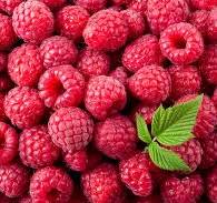 All About Raspberries - How to Pick, Prepare & Store ...