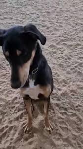 Some are available to adopt, others for the reasons shown are not. Paws Rescue Uk Home Facebook