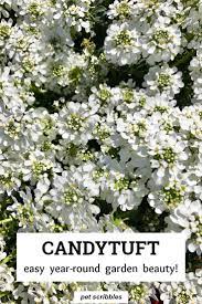 Candytuft An Easy Year Round Garden Beauty Beauty Candytuft Easy Garden Yearround In 2020 White Flowers Garden White Perennial Flowers Flowers Perennials
