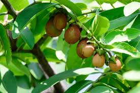Image result for Diospyros gabunensis