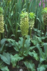 Image result for Eucomis zambesiaca