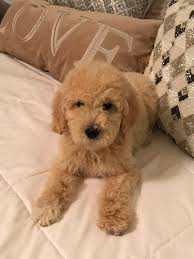 Petland dallas, tx has goldendoodle puppies for sale! Litter Of 4 Goldendoodle Puppies For Sale In San Antonio Tx Adn 31299 On Puppyfinder Com Gender Female Age 10 Weeks Goldendoodle Puppies Puppies For Sale