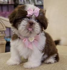 Shih tzu puppies available for adoption. Tiny Chocolate Shihtzu Princess Amazing Color Stunning Baby Doll Face Sold Found A Loving Family In Ponte Vedra Beach Shihtzu Puppies