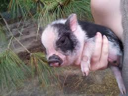 Buying a seat for your dog on a plane is not possible when flying with most airlines. 2 Teacup Potbelly Pigs Pleaseeee Pet Pigs Pot Belly Pigs Potbelly Pigs