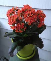Kalanchoe Indoor Flowering Plants Planting Flowers Plants