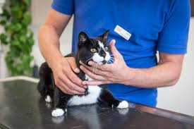 Inhaltsübersicht eine katze aus dem tierschutz katzen kaufen beim züchter wann ist das tierheim die beste wahl, wann sollte man sich an einen züchter wenden? Diabetes Wegen Ubergewicht Und Bewegungsmangel Katzen Sind Heute Meist Stubentiger
