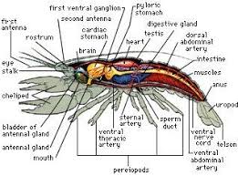 Crayfish Dissection Lab Companion Dissection Apologia Biology Crayfish