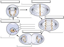 Cell Cycle Labeling Cell Cycle Mitosis Biology Worksheet