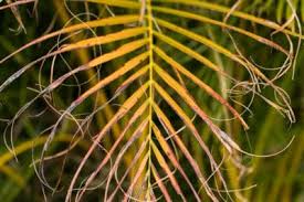 The areca palm is a clustering palm that grows in tropical to many temperate climate zones, gets a mature height of fifteen to forty feet, and has trunk diameters of two to four inches. How To Trim Areca Palms Tips On Knowing When To Prune
