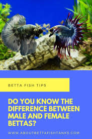 What S The Difference Between Male And Female Betta Fish Betta Fish Betta Fish