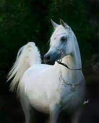 صوره اجمل حصان عربي beautiful horses pretty horses horses