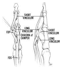 The fdp tendon is not present. Graphic Of Fds And Fdp Muscle In Finger 4 Download Scientific Diagram