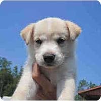 As a mix, this isn't considered a purebred, but rather, a designer mixed breed. West Warwick Ri Siberian Husky Meet Husky Shepherd Mix Puppies A Pet For Adoption