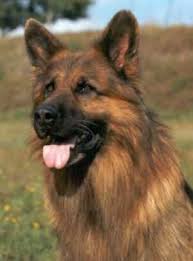 Blue long haired german shepherd. Red And Black Long Haired German Shepherd Puppies For Sale Pets Lovers