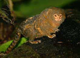 The pygmy marmoset is a true monkey of the new world. Pygmy Marmoset Wikipedia