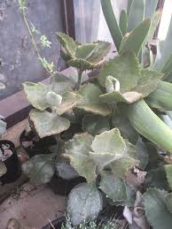 Kalanchoe Tree Species Plant Leaves Plants Grapes