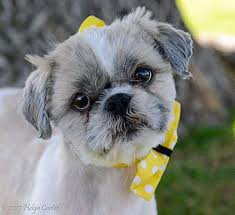 The shih tzu is a toy dog breed that stands between 8 and 11 inches tall and weighs 9 to 16 pounds. Aurora Co Shih Tzu Meet Tyler A Pet For Adoption