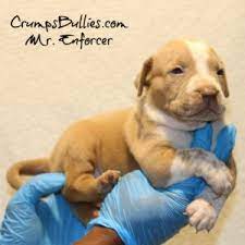 It is immoral to sell animals on craig'slist. Puppies For Sale In Houston Craigslist