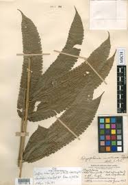 Image result for Menisorus pauciflorus