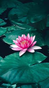 New collection of photos by turkish artist ozge yagiz. Lotus Flower Leaves Lake 4k Ultra Hd Mobile Wallpaper Lotus Flower Wallpaper Lotus Flower Art Lotus Wallpaper