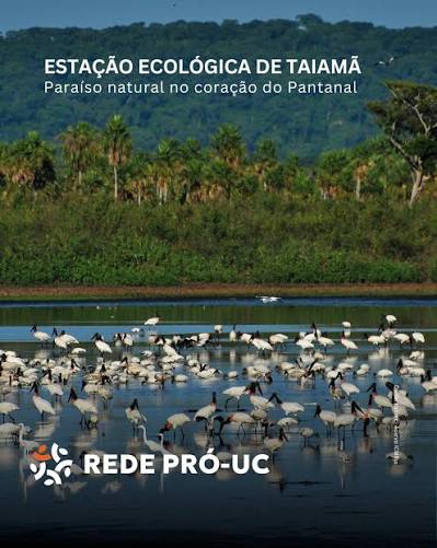 Rede Pr&oacute;-UC | A Esta&ccedil;&atilde;o Ecol&oacute;gica de Taiam&atilde; &eacute; um santu&aacute;rio no cora&ccedil;&atilde;o do Pantanal: abriga a maior concentra&ccedil;&atilde;o de on&ccedil;as-pintadas do planeta e protege... | Instagram