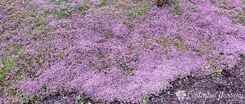 Thingiverse is a universe of things. Magic Carpet Creeping Thyme 1 Gal Dragonetti