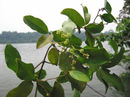 Image result for Hippocratea africana
